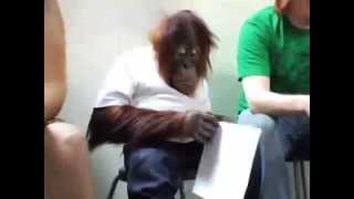 El mono más inteligente del mundo