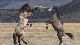 Últimos Caballos Salvajes de Europa
