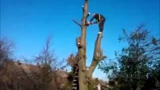 Errores talando arboles
