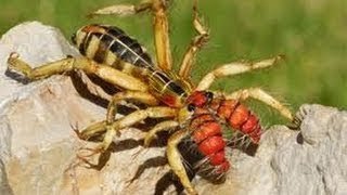 Los animales más venenosos del mundo