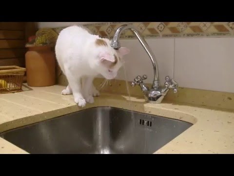 Al agua gatos