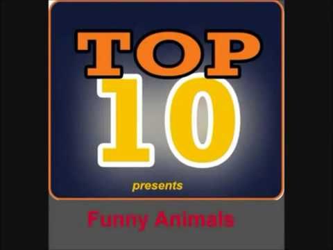 Top 10 animales 2013