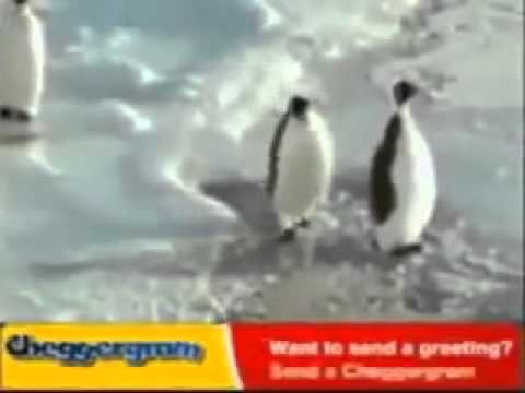 Pingüino graciosillo