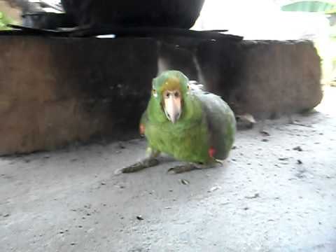 Loro que rie a carcajadas