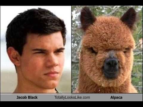 Divertidos parecidos