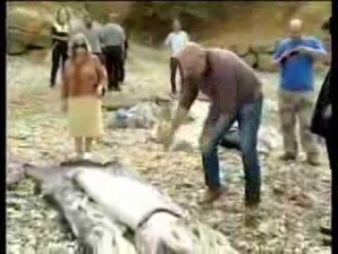 Calamar gigante encontrado en España