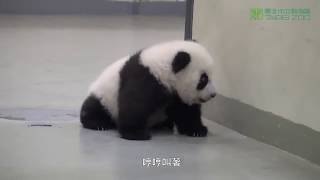 Mamá Panda regañando a su bebe