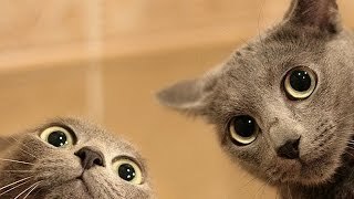 Gatos graciosos