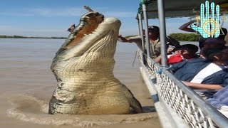 Los 5 cocodrilos más grandes del mundo