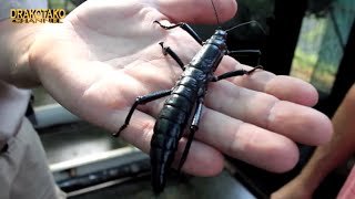 Animales que regresaron de la extinción