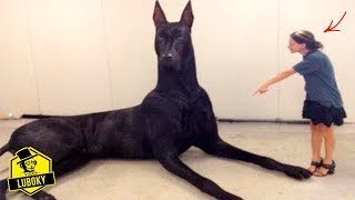 Las especies de animales más grandes del mundo