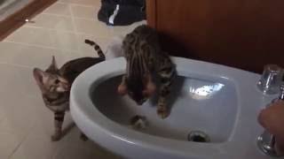 Gatos contra el bidé