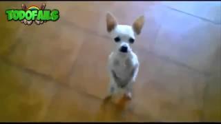 Vídeos graciosos con animales