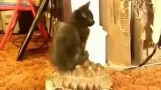 Gato subido en tortuga