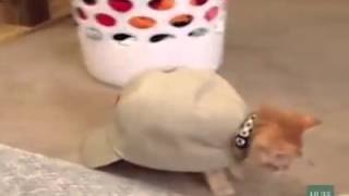 Gatos que se creen tortugas