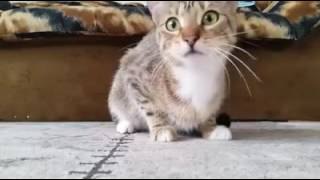 Gato viendo película de terror