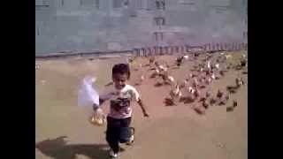 Gallinas persiguiendo a un niño