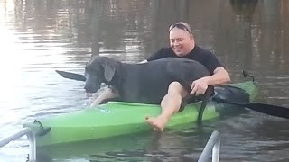 Gran danés en un kayak