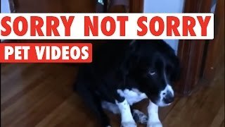 Si es que estos animalitos son unos angelitos...