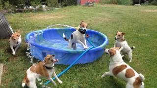 Los perros también van a la piscina