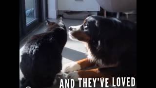 Perros adorables