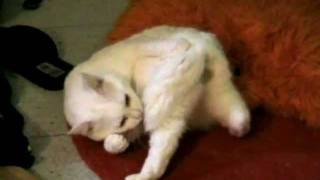 Gato peleando contra su cola