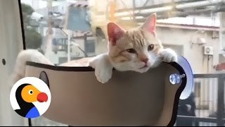 El gato más relajado del mundo