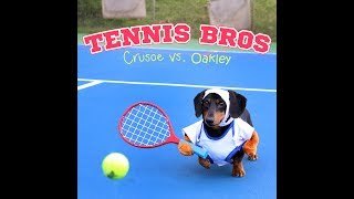 Partido de tenis entre perros