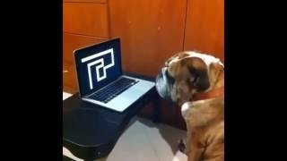 Sustos animales