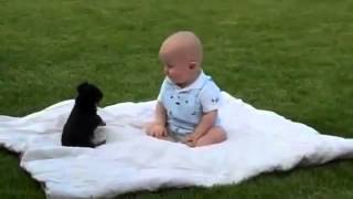 Lucha entre perro y bebé