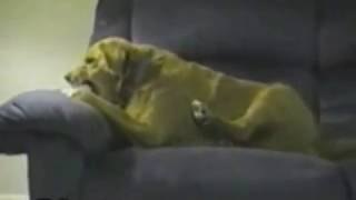 Animales graciosos