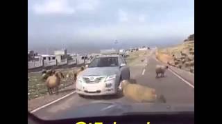 Cabra embiste a coche