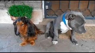 Pitbull con cara de culpable