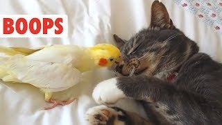 Compilación de perros y gatos