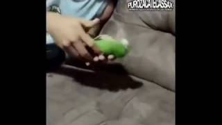 Este loro merece un Oscar