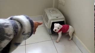 Cachorro boxer enojado