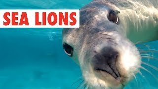 Focas y leones de mar divertidos