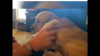 Perro que no está preparado para ser padre