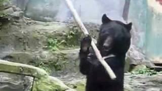 Kung Fu bear