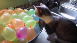 Gato explotando globos de agua