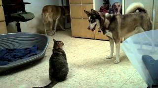 Husky vs cat