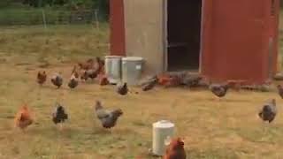 Estas gallinas tienen una misión :-)