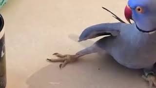 Animales graciosos