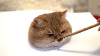 Cómo pintar un gato