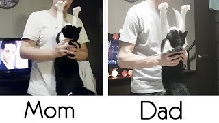 El amor de un gato con sus dueños