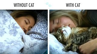 Con gato vs sin gato