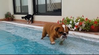 Bulldog tomando un baño