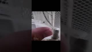 Entrenando a un mosquito!