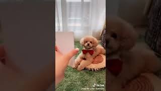 Un caniche muy especial