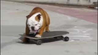 Perro en patinete